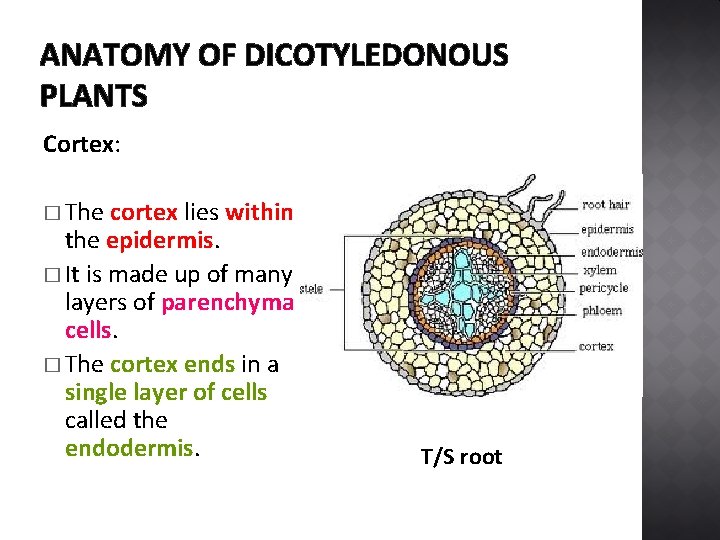 ANATOMY OF DICOTYLEDONOUS PLANTS Cortex: � The cortex lies within the epidermis. � It