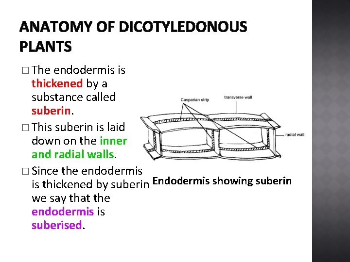 ANATOMY OF DICOTYLEDONOUS PLANTS � The endodermis is thickened by a substance called suberin.