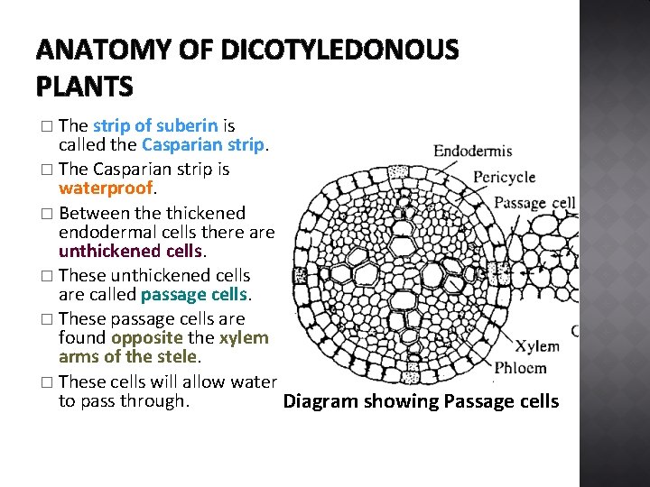 ANATOMY OF DICOTYLEDONOUS PLANTS The strip of suberin is called the Casparian strip. �