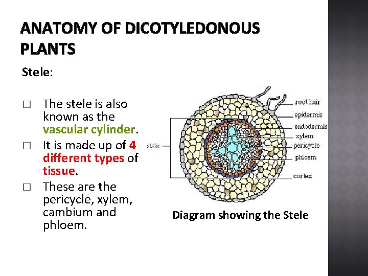 ANATOMY OF DICOTYLEDONOUS PLANTS Stele: � � � The stele is also known as