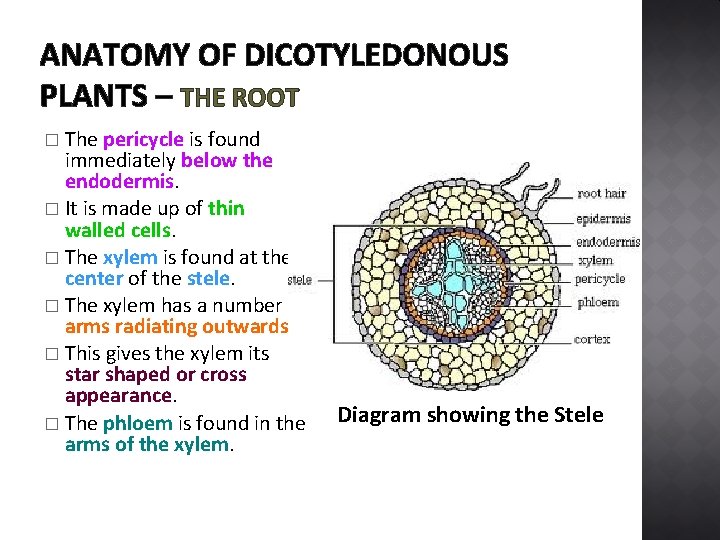 ANATOMY OF DICOTYLEDONOUS PLANTS – THE ROOT The pericycle is found immediately below the