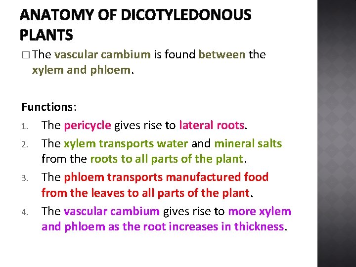 ANATOMY OF DICOTYLEDONOUS PLANTS � The vascular cambium is found between the xylem and