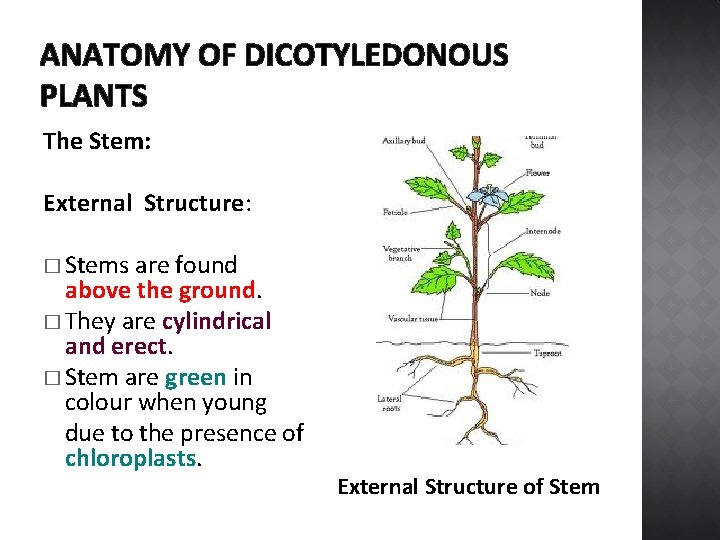 ANATOMY OF DICOTYLEDONOUS PLANTS The Stem: External Structure: � Stems are found above the