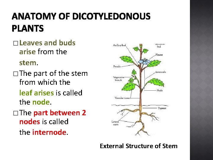 ANATOMY OF DICOTYLEDONOUS PLANTS � Leaves and buds arise from the stem. � The