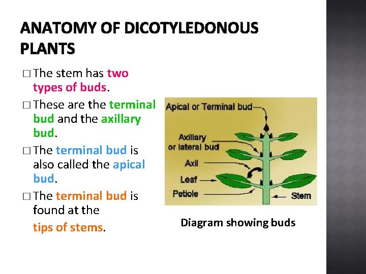 ANATOMY OF DICOTYLEDONOUS PLANTS � The stem has two types of buds. � These