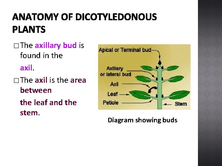 ANATOMY OF DICOTYLEDONOUS PLANTS � The axillary bud is found in the axil. �