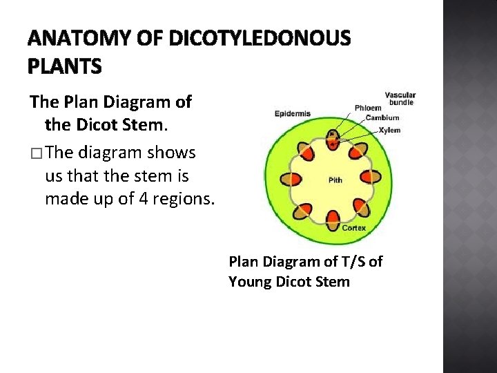 ANATOMY OF DICOTYLEDONOUS PLANTS The Plan Diagram of the Dicot Stem. � The diagram