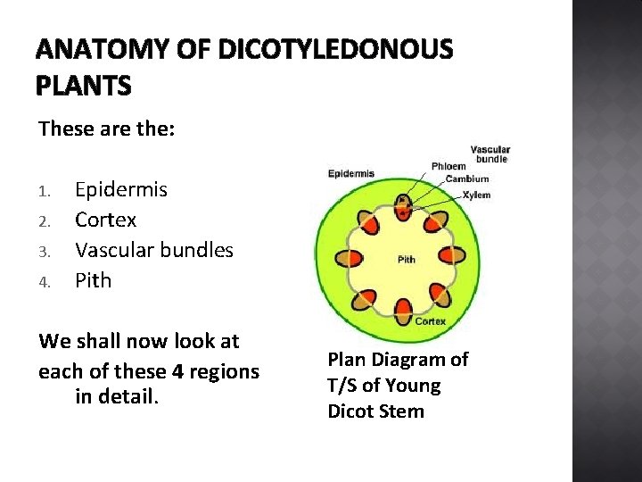 ANATOMY OF DICOTYLEDONOUS PLANTS These are the: 1. 2. 3. 4. Epidermis Cortex Vascular