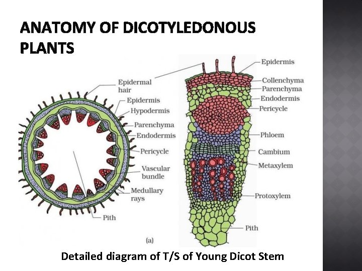 ANATOMY OF DICOTYLEDONOUS PLANTS Detailed diagram of T/S of Young Dicot Stem 