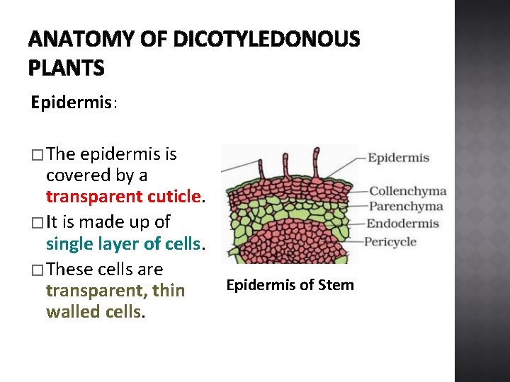 ANATOMY OF DICOTYLEDONOUS PLANTS Epidermis: � The epidermis is covered by a transparent cuticle.