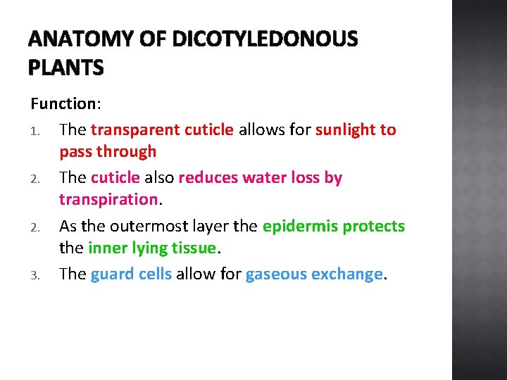 ANATOMY OF DICOTYLEDONOUS PLANTS Function: 1. The transparent cuticle allows for sunlight to pass