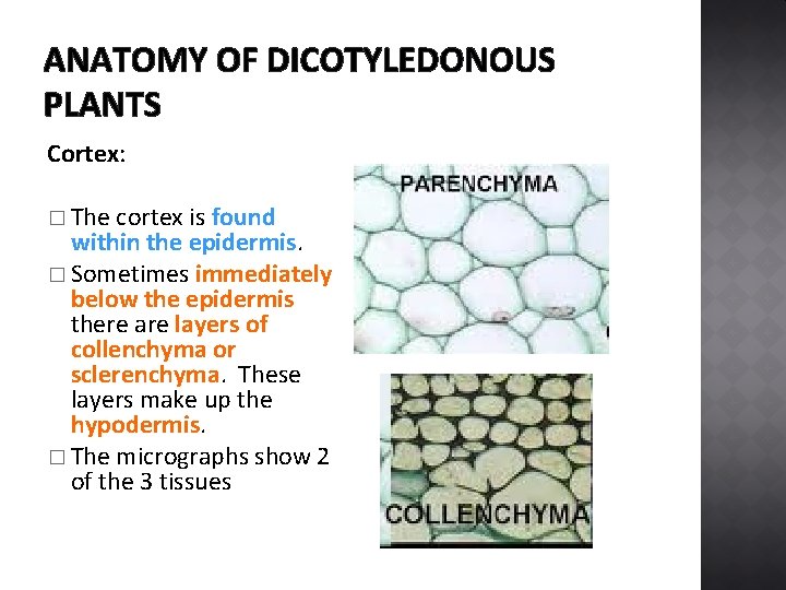 ANATOMY OF DICOTYLEDONOUS PLANTS Cortex: � The cortex is found within the epidermis. �