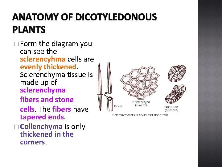 ANATOMY OF DICOTYLEDONOUS PLANTS � Form the diagram you can see the sclerencyhma cells