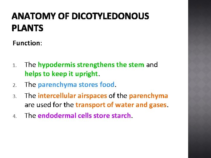 ANATOMY OF DICOTYLEDONOUS PLANTS Function: 1. 2. 3. 4. The hypodermis strengthens the stem