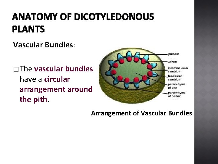 ANATOMY OF DICOTYLEDONOUS PLANTS Vascular Bundles: � The vascular bundles have a circular arrangement