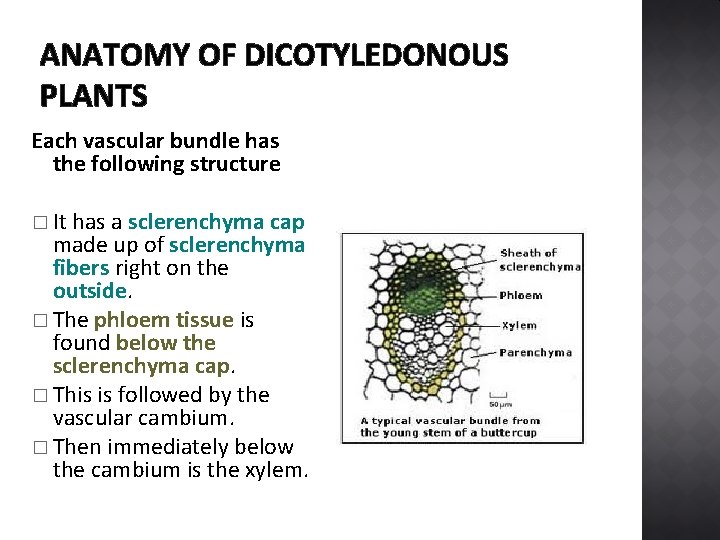 ANATOMY OF DICOTYLEDONOUS PLANTS Each vascular bundle has the following structure � It has