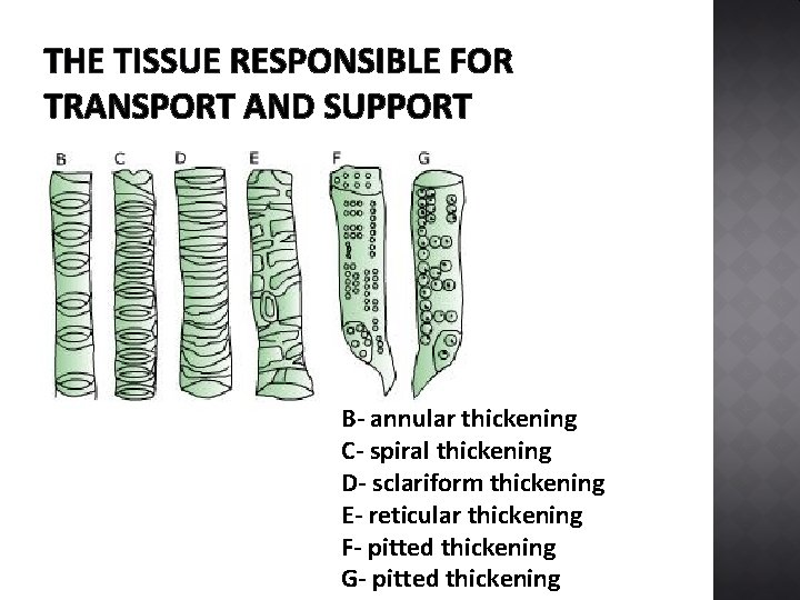 THE TISSUE RESPONSIBLE FOR TRANSPORT AND SUPPORT B- annular thickening C- spiral thickening D-