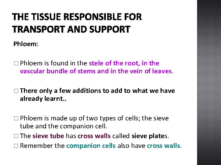 THE TISSUE RESPONSIBLE FOR TRANSPORT AND SUPPORT Phloem: � Phloem is found in the