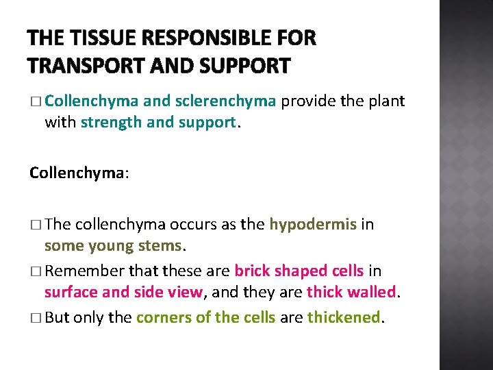 THE TISSUE RESPONSIBLE FOR TRANSPORT AND SUPPORT � Collenchyma and sclerenchyma provide the plant