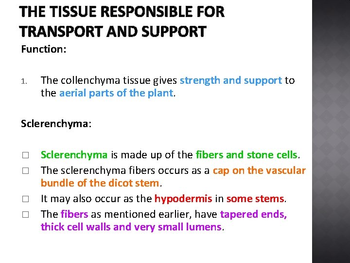 THE TISSUE RESPONSIBLE FOR TRANSPORT AND SUPPORT Function: 1. The collenchyma tissue gives strength