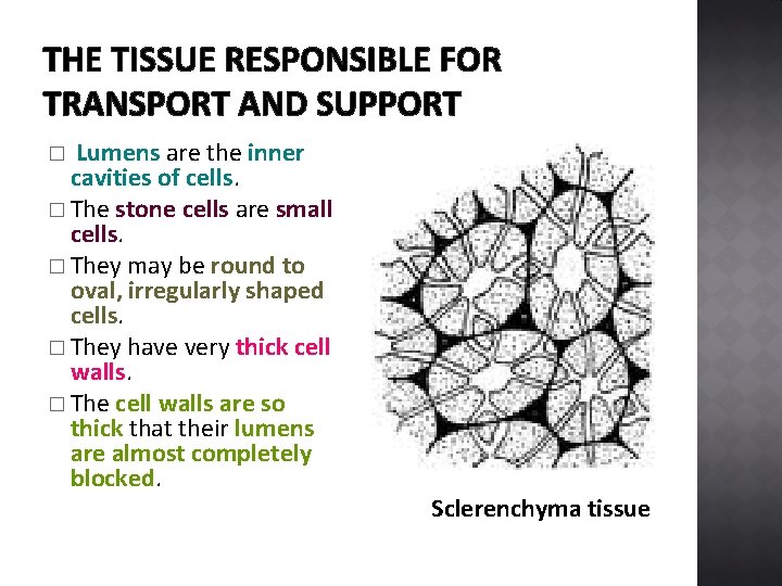 THE TISSUE RESPONSIBLE FOR TRANSPORT AND SUPPORT Lumens are the inner cavities of cells.