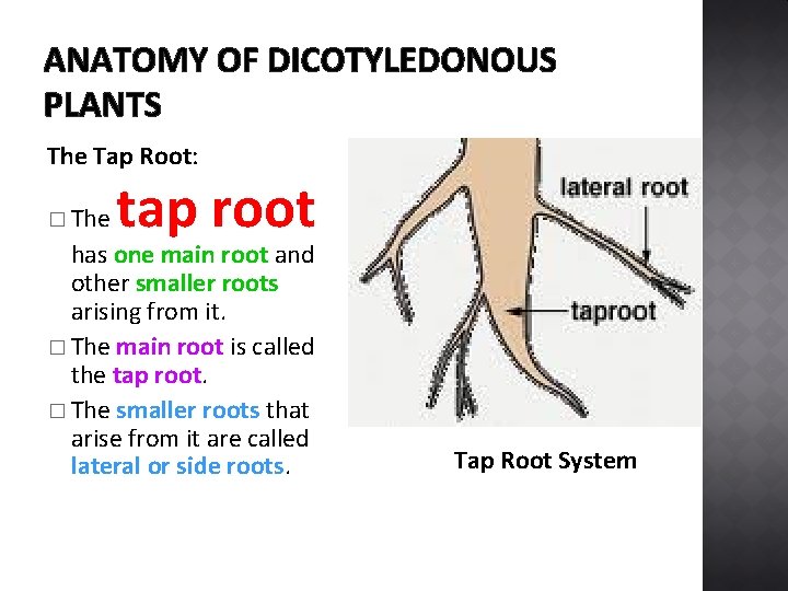 ANATOMY OF DICOTYLEDONOUS PLANTS The Tap Root: � The tap root has one main