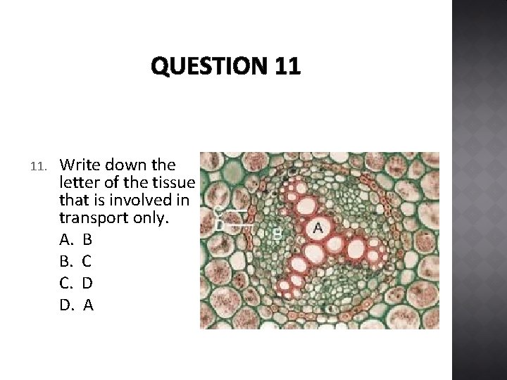 QUESTION 11 11. Write down the letter of the tissue that is involved in