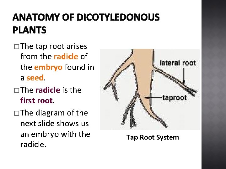 ANATOMY OF DICOTYLEDONOUS PLANTS � The tap root arises from the radicle of the