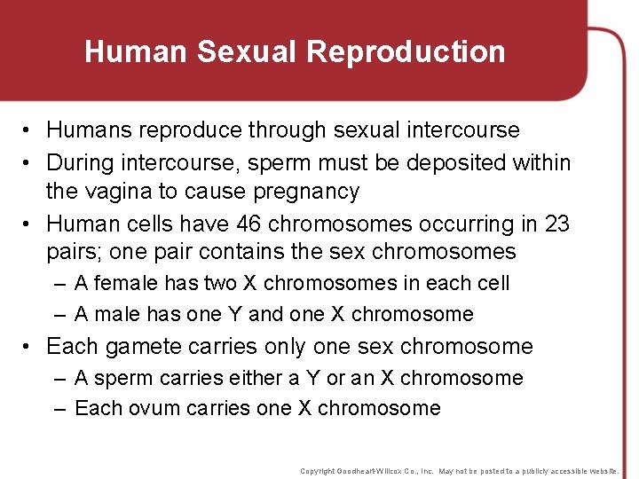Human Sexual Reproduction • Humans reproduce through sexual intercourse • During intercourse, sperm must