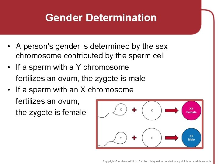 Gender Determination • A person’s gender is determined by the sex chromosome contributed by