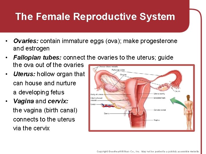 The Female Reproductive System • Ovaries: contain immature eggs (ova); make progesterone and estrogen