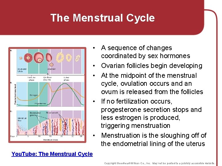 The Menstrual Cycle • A sequence of changes coordinated by sex hormones • Ovarian