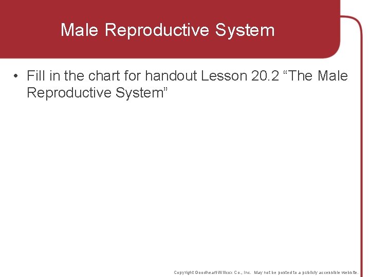 Male Reproductive System • Fill in the chart for handout Lesson 20. 2 “The