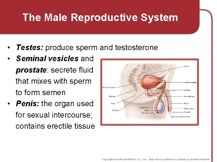 The Male Reproductive System • Testes: produce sperm and testosterone • Seminal vesicles and