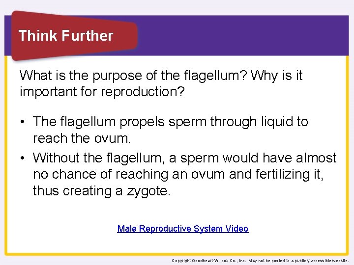 Think Further What is the purpose of the flagellum? Why is it important for