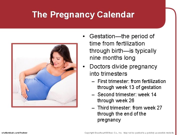 The Pregnancy Calendar • Gestation—the period of time from fertilization through birth—is typically nine