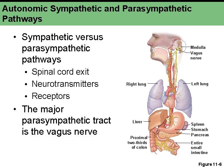 Autonomic Sympathetic and Parasympathetic Pathways • Sympathetic versus parasympathetic pathways Medulla Vagus nerve • Autonomic Sympathetic and Parasympathetic Pathways • Sympathetic versus parasympathetic pathways Medulla Vagus nerve •