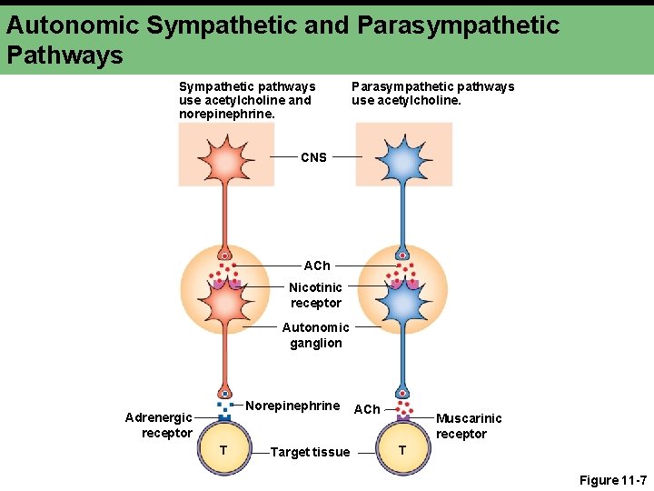 Autonomic Sympathetic and Parasympathetic Pathways Sympathetic pathways use acetylcholine and norepinephrine. Parasympathetic pathways use Autonomic Sympathetic and Parasympathetic Pathways Sympathetic pathways use acetylcholine and norepinephrine. Parasympathetic pathways use