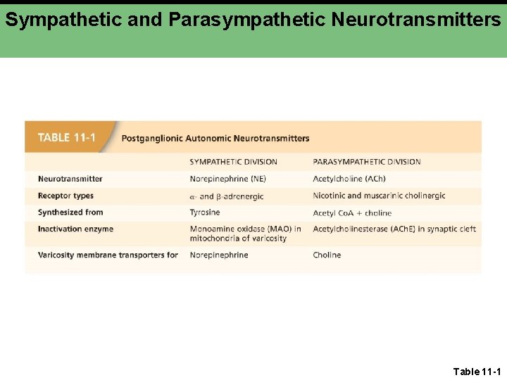 Sympathetic and Parasympathetic Neurotransmitters Table 11 -1 Sympathetic and Parasympathetic Neurotransmitters Table 11 -1