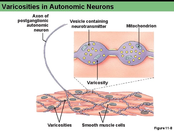 Varicosities in Autonomic Neurons Axon of postganglionic autonomic neuron Vesicle containing neurotransmitter Mitochondrion Varicosity Varicosities in Autonomic Neurons Axon of postganglionic autonomic neuron Vesicle containing neurotransmitter Mitochondrion Varicosity