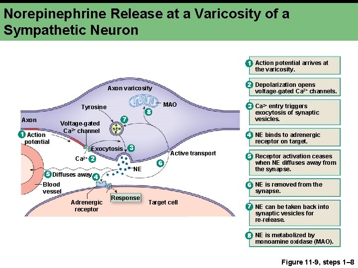 Norepinephrine Release at a Varicosity of a Sympathetic Neuron 1 Action potential arrives at Norepinephrine Release at a Varicosity of a Sympathetic Neuron 1 Action potential arrives at