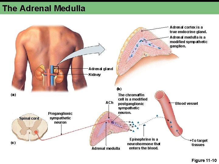 The Adrenal Medulla Adrenal cortex is a true endocrine gland. Adrenal medulla is a The Adrenal Medulla Adrenal cortex is a true endocrine gland. Adrenal medulla is a