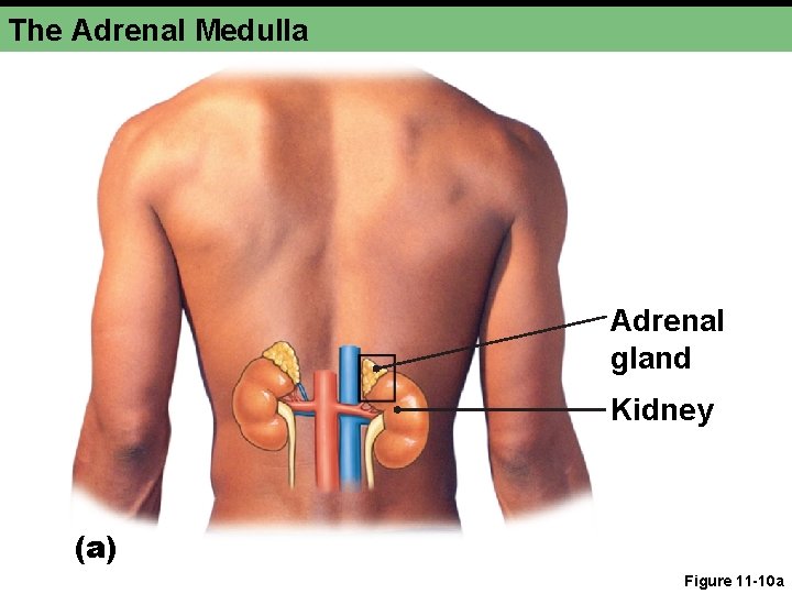 The Adrenal Medulla Adrenal gland Kidney (a) Figure 11 -10 a The Adrenal Medulla Adrenal gland Kidney (a) Figure 11 -10 a