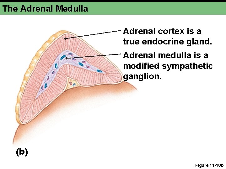The Adrenal Medulla Adrenal cortex is a true endocrine gland. Adrenal medulla is a The Adrenal Medulla Adrenal cortex is a true endocrine gland. Adrenal medulla is a