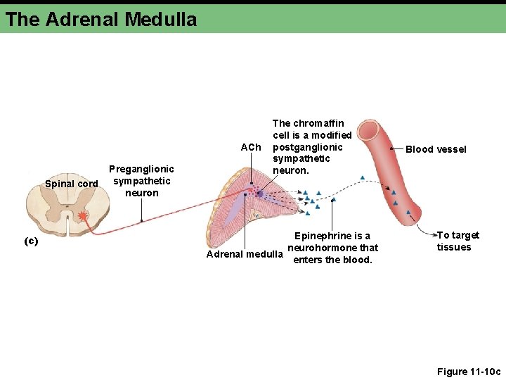 The Adrenal Medulla ACh Spinal cord (c) Preganglionic sympathetic neuron The chromaffin cell is The Adrenal Medulla ACh Spinal cord (c) Preganglionic sympathetic neuron The chromaffin cell is