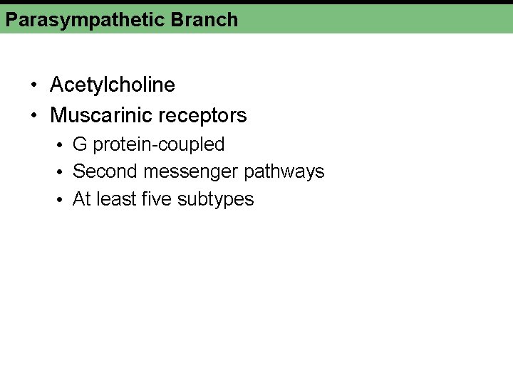 Parasympathetic Branch • Acetylcholine • Muscarinic receptors • G protein-coupled • Second messenger pathways Parasympathetic Branch • Acetylcholine • Muscarinic receptors • G protein-coupled • Second messenger pathways