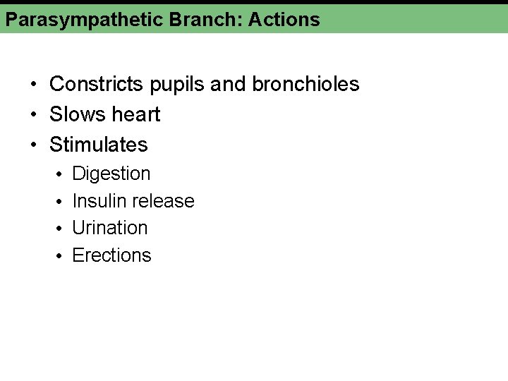 Parasympathetic Branch: Actions • Constricts pupils and bronchioles • Slows heart • Stimulates • Parasympathetic Branch: Actions • Constricts pupils and bronchioles • Slows heart • Stimulates •
