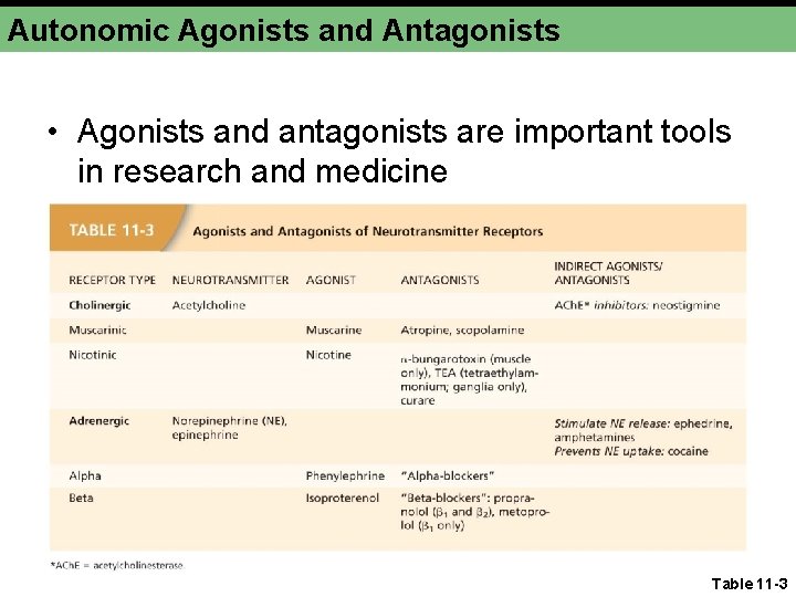 Autonomic Agonists and Antagonists • Agonists and antagonists are important tools in research and Autonomic Agonists and Antagonists • Agonists and antagonists are important tools in research and