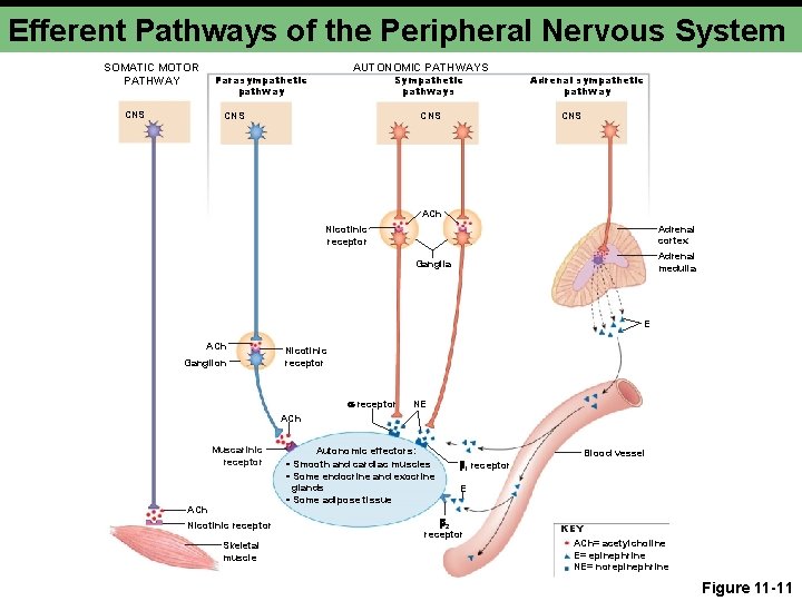 Efferent Pathways of the Peripheral Nervous System SOMATIC MOTOR PATHWAY CNS AUTONOMIC PATHWAYS Parasympathetic Efferent Pathways of the Peripheral Nervous System SOMATIC MOTOR PATHWAY CNS AUTONOMIC PATHWAYS Parasympathetic