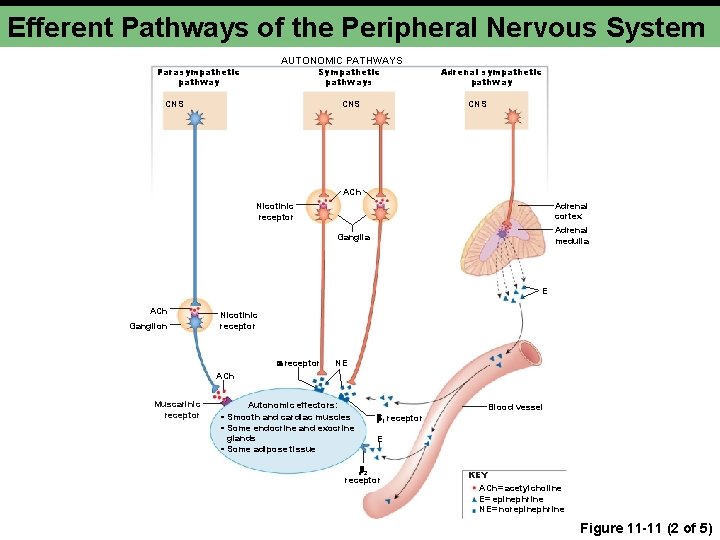 Efferent Pathways of the Peripheral Nervous System AUTONOMIC PATHWAYS Parasympathetic pathway Sympathetic pathways CNS Efferent Pathways of the Peripheral Nervous System AUTONOMIC PATHWAYS Parasympathetic pathway Sympathetic pathways CNS